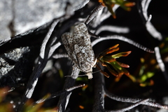 Cnephasia melanophaea