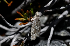 Cnephasia melanophaea