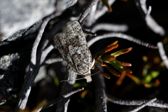 Cnephasia melanophaea
