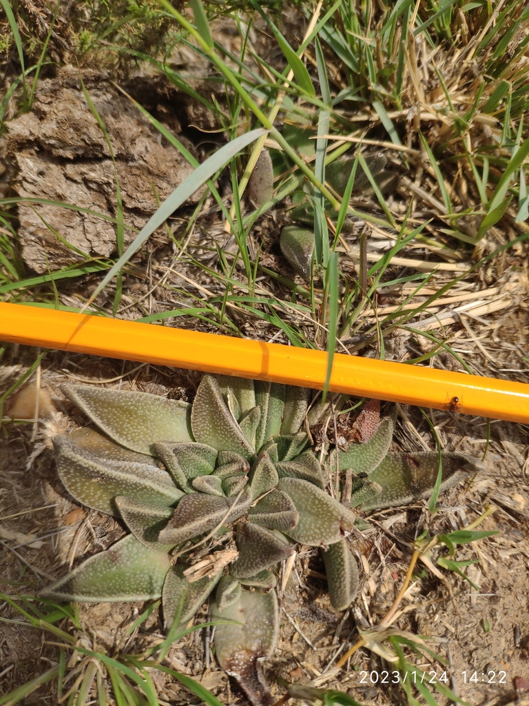 Nananthus aloides from Owendale, South Africa on January 24, 2023 at 0222 PM by