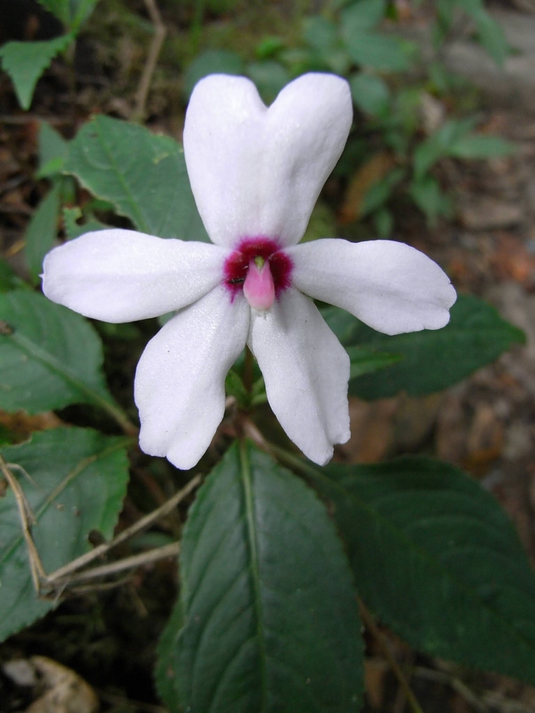 Impatiens javensis
