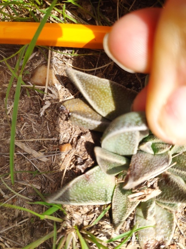 Nananthus aloides