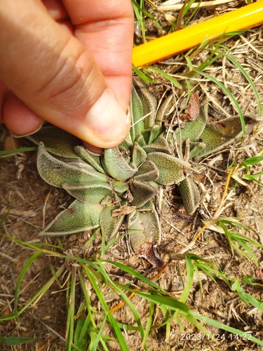 Nananthus aloides