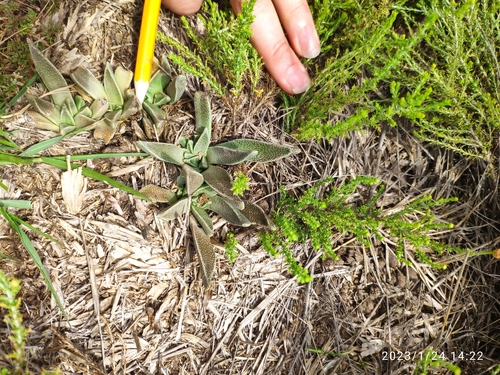 Nananthus aloides