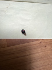 Chilocorus renipustulatus