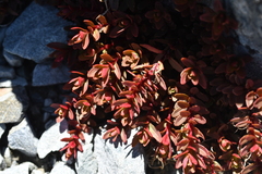 Epilobium porphyrium