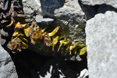 Veronica haastii