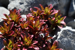 Epilobium pycnostachyum