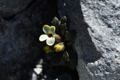 Notothlaspi rosulatum