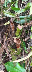 Nepenthes rafflesiana