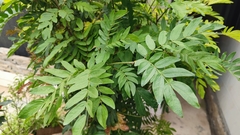 Calliandra haematocephala