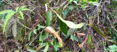 Nepenthes rafflesiana