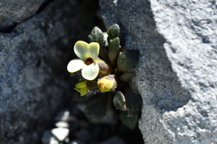 Notothlaspi rosulatum