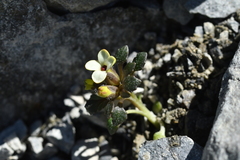Notothlaspi rosulatum