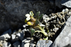 Notothlaspi rosulatum