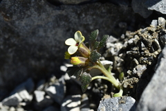 Notothlaspi rosulatum