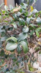 Pseudocydonia sinensis