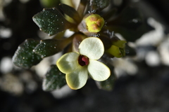 Notothlaspi rosulatum