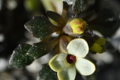 Notothlaspi rosulatum