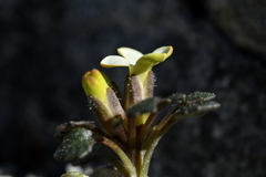 Notothlaspi rosulatum