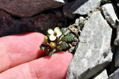 Notothlaspi rosulatum