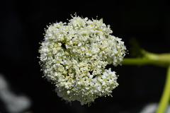 Anisotome pilifera
