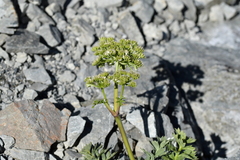 Anisotome pilifera