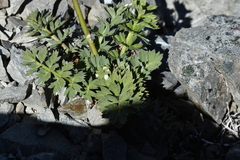 Anisotome pilifera