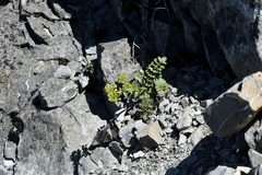 Anisotome pilifera