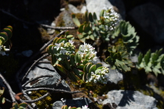Veronica pinguifolia