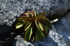 Gentianella corymbifera