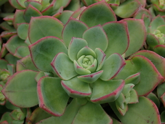 Aeonium haworthii