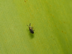 Encyrtidae