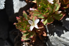 Epilobium pycnostachyum