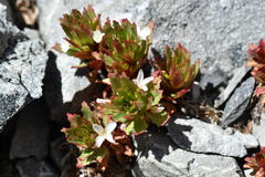 Epilobium pycnostachyum