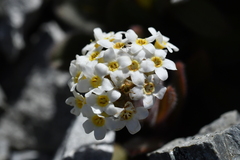 Myosotis traversii cantabrica