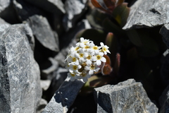 Myosotis traversii cantabrica