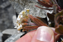 Myosotis traversii cantabrica