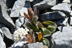 Myosotis traversii cantabrica