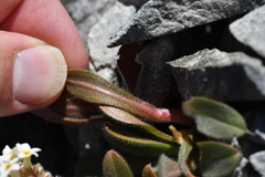 Myosotis traversii cantabrica
