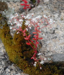 Sedum caeruleum