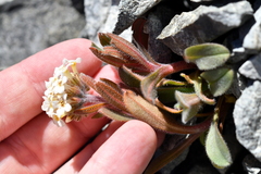 Myosotis traversii cantabrica