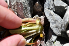 Myosotis traversii cantabrica