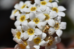 Myosotis traversii cantabrica