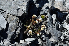 Myosotis traversii cantabrica