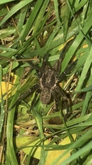 Uliodon