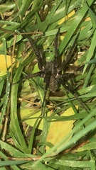 Uliodon