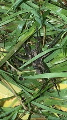 Uliodon