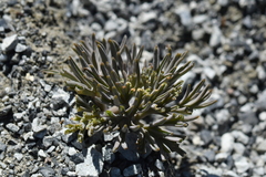 Lignocarpa carnosula
