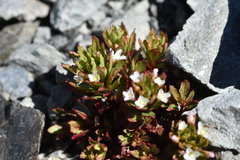 Epilobium pycnostachyum